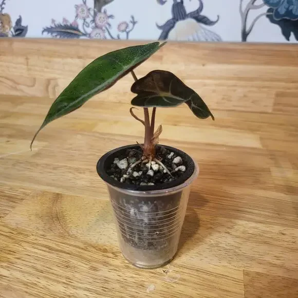 Alocasia Amazonica 'Polly' Elephant Ear Plant - Picture 11 of 12